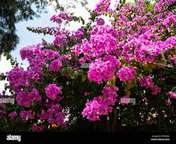 Image result for Nyctaginaceae