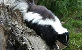 How Do Skunks Spray