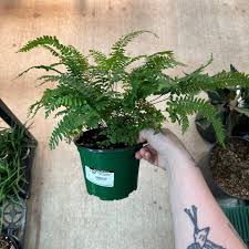 Image result for Adiantum hispidulum