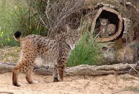 Duitsland jacht jagen zoeken doden moord moorden prooi vermoorden lynx lynx lynx zoogdier zoogdieren natuur roofdier roofdieren kuiten herten ree scandinavië sneeuw sneeuwen sneeuwval. Lynx Dieren Wiki Fandom