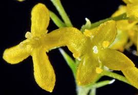 Image result for Galium verum