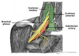 The Brachial Plexus Sections Branches Teachmeanatomy