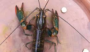 Beli lobster air tawar online berkualitas dengan harga murah terbaru 2021 di tokopedia! Cara Budidaya Lobster Air Tawar Yang Telah Terbukti Sukses Lengkap