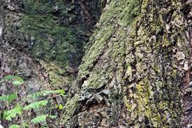 Image result for Acacia galpinii