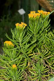 Image result for Senecio forbesii