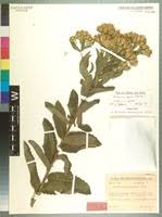 Image result for Vernonia amblyolepis