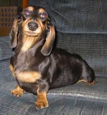 What is a dapple dachshund. Coats Colors Patterns