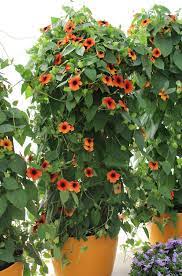 Thunbergia Black Eyed Susan Vine Tried And True Black Eyed Susan Vine Black Eyed Susan Planting Flowers