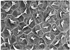 Image result for Oxygonum dregeanum