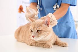 Our doctors and staff members stay on top of the latest in veterinary medicine, and our hospital is equipped with digital. The Cat Specialist Veterinary Clinic Llc The Cat Vet