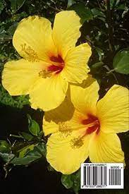 It contains 100s of types that are fascinating and charming. Hawaii State Flower Hawaiian Hibiscus Journal 150 Page Lined Notebook Diary By Image Cool Amazon Ae