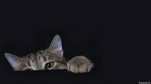 Gejalanya dapat berupa sakit pada sakit perut. Sakit Perut Ternyata Ada Gumpalan Bulu Kucing Di Vagina Wanita Ini Serambi Indonesia