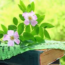 When it blooms, the center of the flower is a light orange, almost bronze color that fades to light pink or purple around the. Dog Rose Health Benefits And Therapeutic Properties
