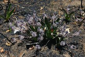 Image result for Ledebouria Unidentified sp. no1.