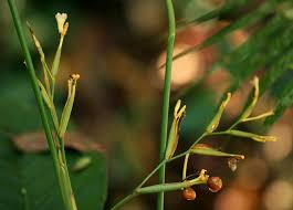 Image result for Sarcophrynium prionogonium