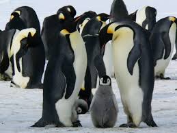 Check spelling or type a new query. What Do Emperor Penguins Eat Penguins Blog