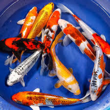 Roommates & rooms in greensboro nc. Products For Sale Blue Ridge Koi Goldfish