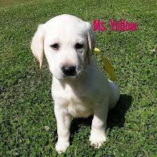 We absolutely love the labrador breed as they have a perfect blend of intelligence and people loving personalities. Labrador Retriever Puppy Dog For Sale In Uhrichsville Ohio