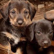 She will be your buddy from day one and will constantly be by your. Dachshund Puppies For Sale Available In Phoenix Tucson Az