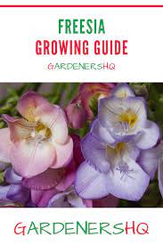 How To Plant And Care For Freesia Freesia Flowers Perennials Beautiful Flowers
