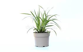 Image result for Carex steudneri