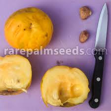 Image result for Aristida stipitata