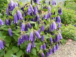Campanula Purple Sensation Campanula Plant Nursery Plants