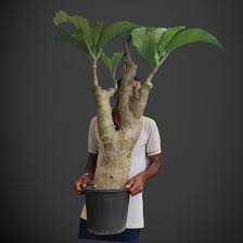 Image result for Cyphostemma jaegeri