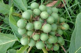 Image result for Solanum chrysotrichum
