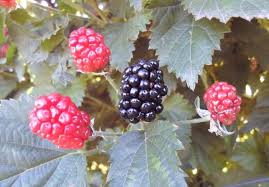 Erect thornless blackberries are similar except for the lack of thorns. Blackberry Planting Spacing And Trellising Alabama Cooperative Extension System