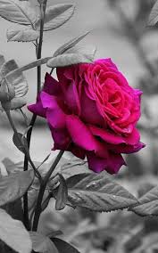 Moments In 2020 Beautiful Rose Flowers Beautiful Roses Rose Wallpaper