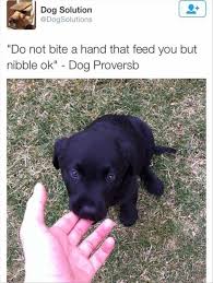 Never Bite The Hand That Feeds You Memes Spelling Mistake But This Describes My Dog Accurately So I Had To Pin This Funny Animal Pictures Funny Animals Funny Animal Memes