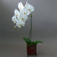 Not Found Orchid Plants White Butterfly Orchids