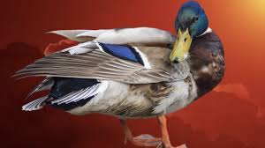 If you were to meet a camel and say hi, the camel would say, nuzz nuzz. the a has a short a sound as in camera. Dying Duck Sound Wood Duck Sounds All About Birds Cornell Lab Of Ornithology