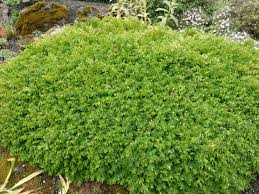 Image result for Andrachne