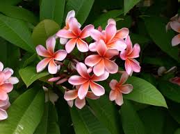 Plumeria Petals Fragrant Flowers Plumeria Flowers Plumeria