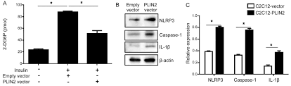 Win 8.1 rtm professional retail subtype: Plin2 Inhibits Insulin Induced Glucose Uptake In Myoblasts Through The Activation Of The Nlrp3 Inflammasome
