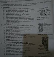 Jaringan penyambung, jaringan otot, jaringan saraf). Buatkan Gambar Dari Otot Polos Otot Lurik Dan Otot Jantung