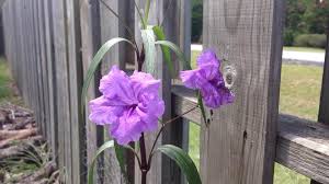 Image result for Ruellia cordata