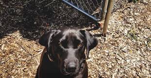 We did not find results for: How To Create A Budget Friendly Dog Kennel Under Your Porch
