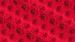 Maybe you would like to learn more about one of these? Beautiful Roses Wallpaper Animated Background Stock Footage Video 100 Royalty Free 4190161 Shutterstock