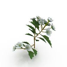 Flower 3d Model 3d Model Flowers 3d Visualization
