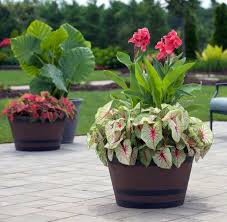 Everything You Need To Know Regarding Container Gardening Container Flowers Container Garden Design Container Gardening Flowers