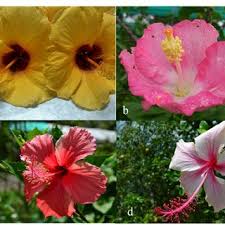 Each flower has both male (stamen) and female (ovary) parts. Pdf Morpho Anatomical Characters And Ethylene Production In Hibiscus Rosa Sinensis L In Relation To Floral Retention