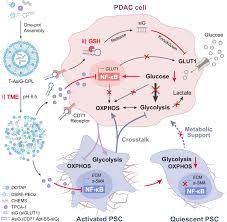 Image result for Modified Apt Test