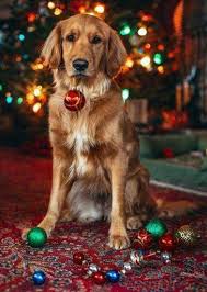 2 day free shipping on 1000s of products! Christmas Dog Phone Wallpaper Pets Lovers