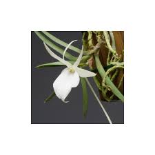 Image result for Angraecum moandense