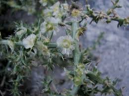 Image result for Salsola rabieana