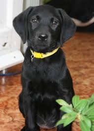 Check spelling or type a new query. Labradors Make Wonderful Family Pets And She Would Suit Either A Home Or Working Environment D Labrador Retriever Labrador Retriever Puppies Black Lab Puppies
