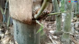 Pring petuk wali memiliki bentuk seperti perpaduan dari petuk dan patil lele. Apakah Ini Yg Di Namakan Bambu Pethuk Youtube